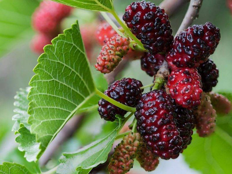 Шелковица купить саженцы из питомнике в Туле