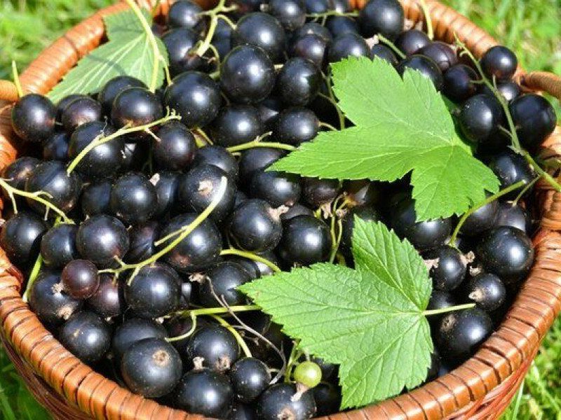 Смородина купить саженцы из питомника в Туле