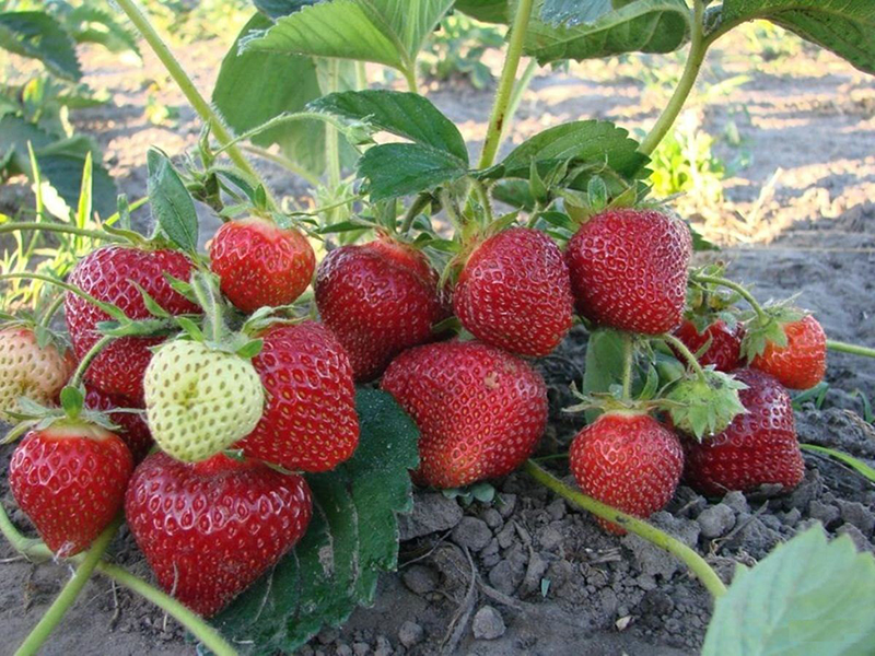 Клубника купить саженцы из питомника в Туле