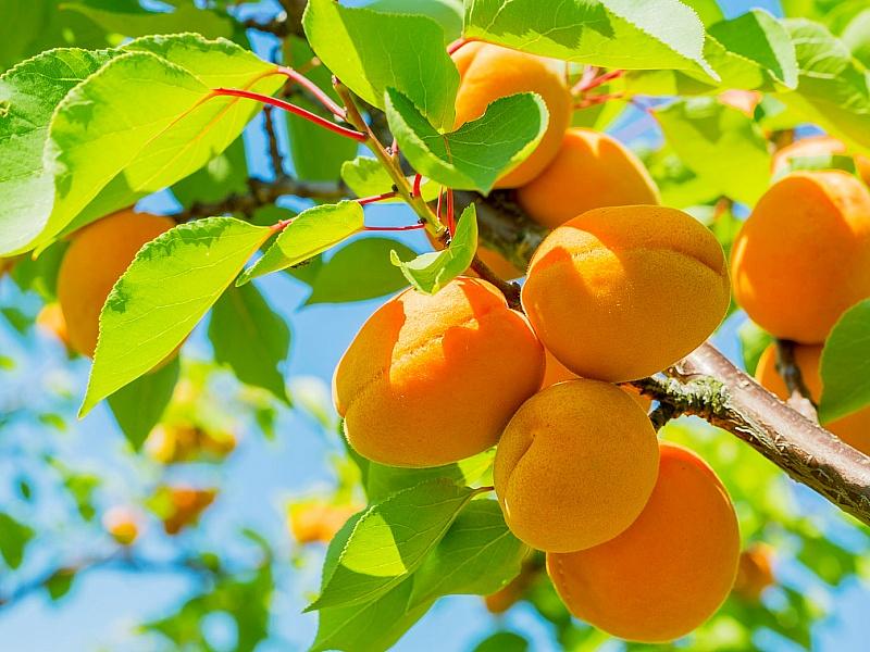 Абрикос купить саженцы из питомнике в Туле