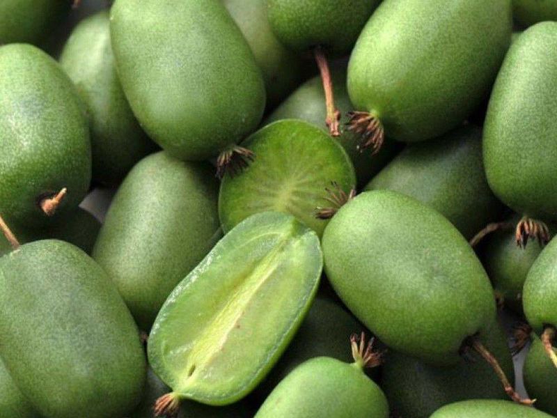 Актинидия купить саженцы из питомнике в Туле