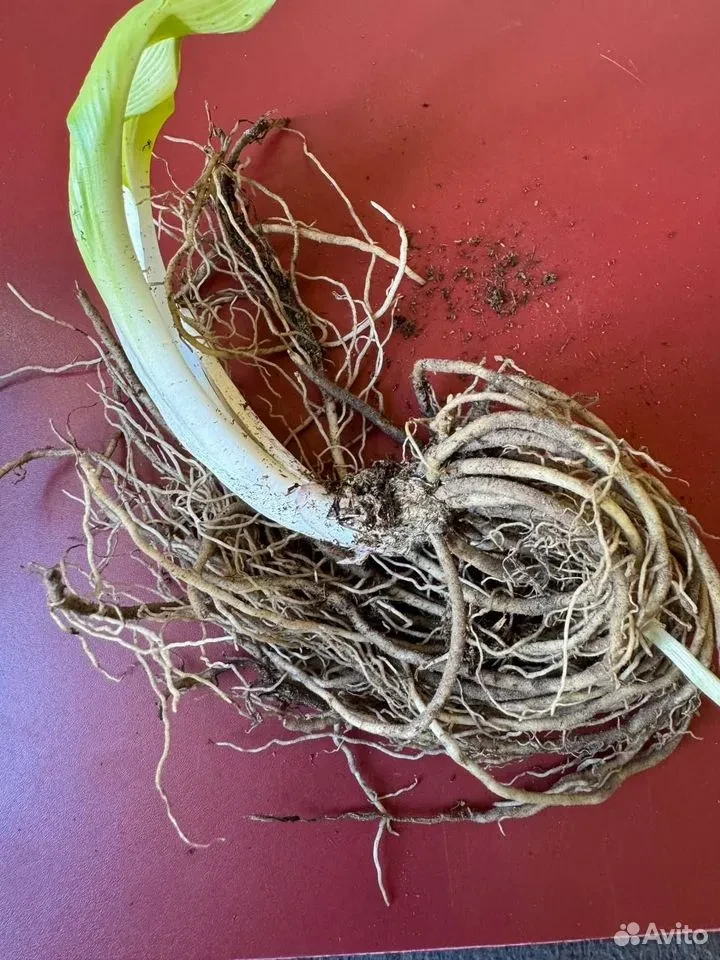 Хоста "КРОССА РЕГАЛ"