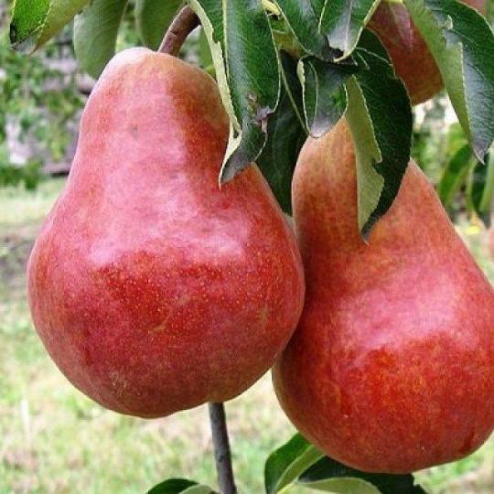 Груша "ДОЛОРЕС"